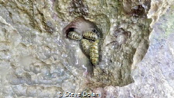 “Trilobite imposters” These are CHITONS and they are a Mo... by Steve Dolan 